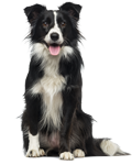 Buy Mammoth Pet Products in Parker, CO from Essential Pet LLC Mammoth Pet Products Parker Colorado
